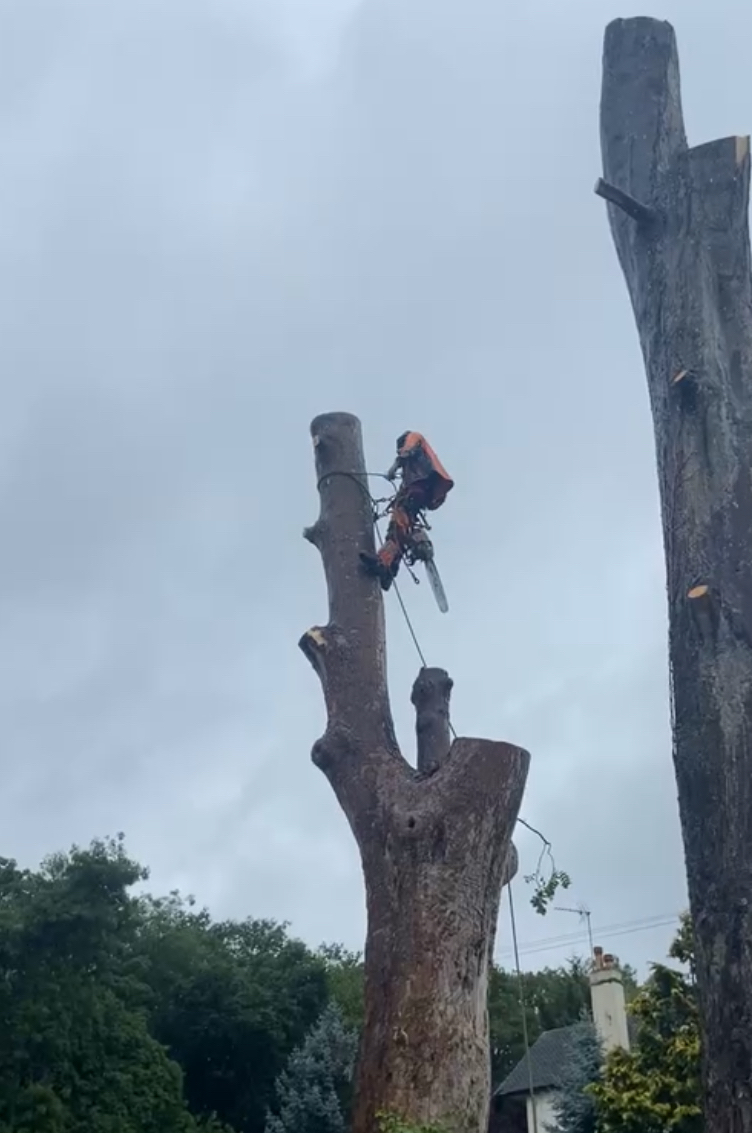 A tree worker climbing a large trunk while carrying out tree removal